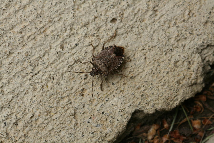 Stinkbug Photograph - Stinkbug Catch and Release by Bonnie Boden Stinkbug Photograph - Stinkbug Catch and Release by Bonnie Boden