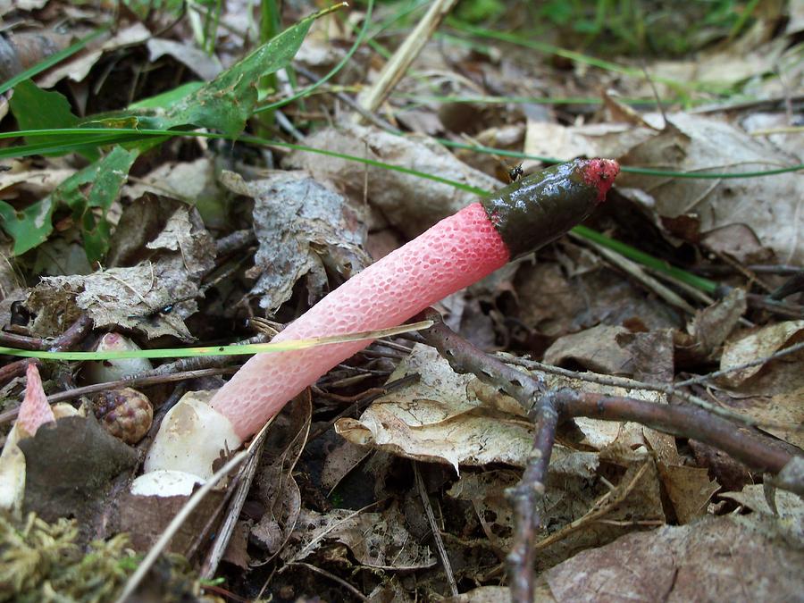 Stinkhorn yes it does Photograph by David Pickett