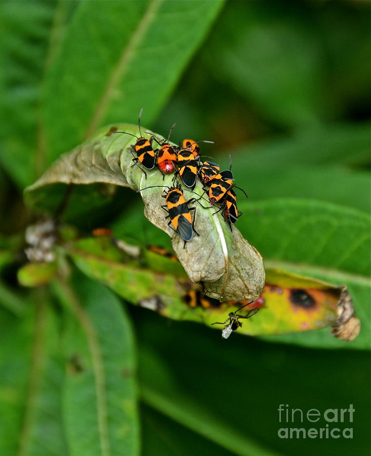 Stinky Little Bugs Photograph by Carol  Bradley