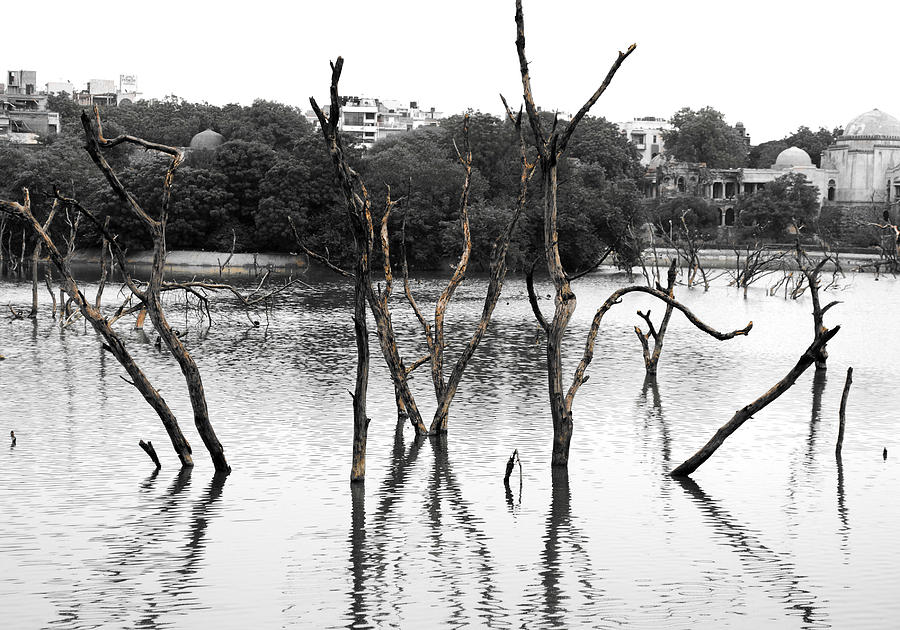 Flower Photograph - Stomps Of Trees In A Lake by Sumit Mehndiratta