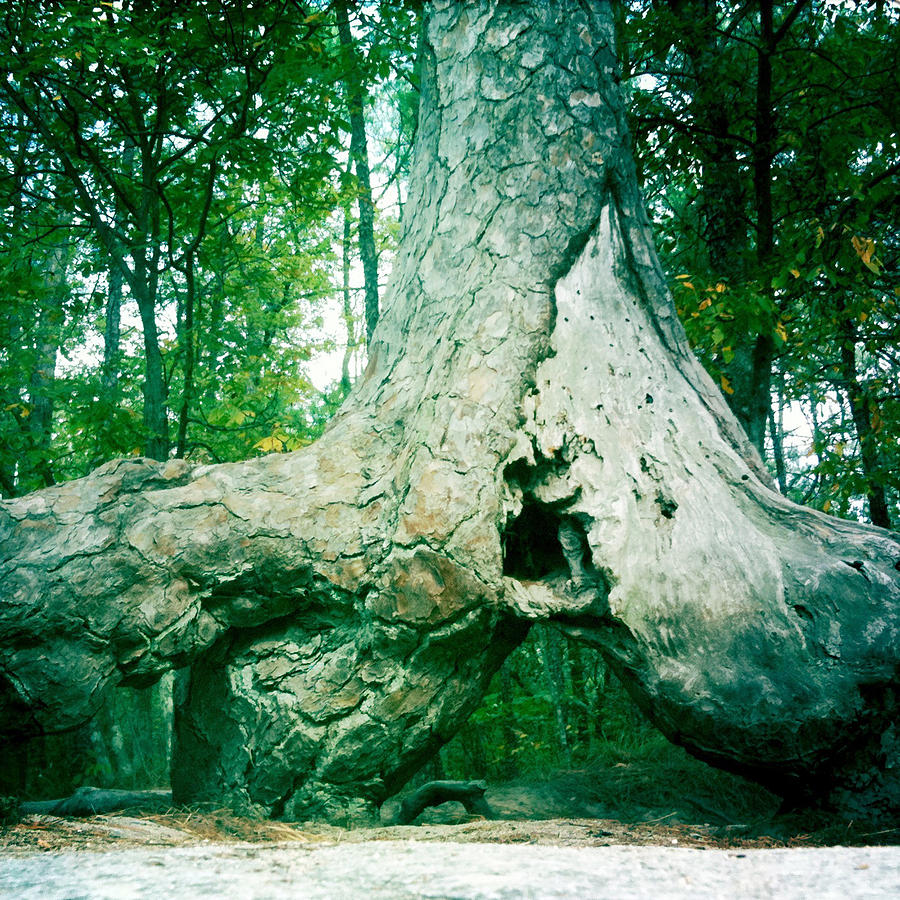 Stone Mountain Tree Photograph by Brian Kirchner