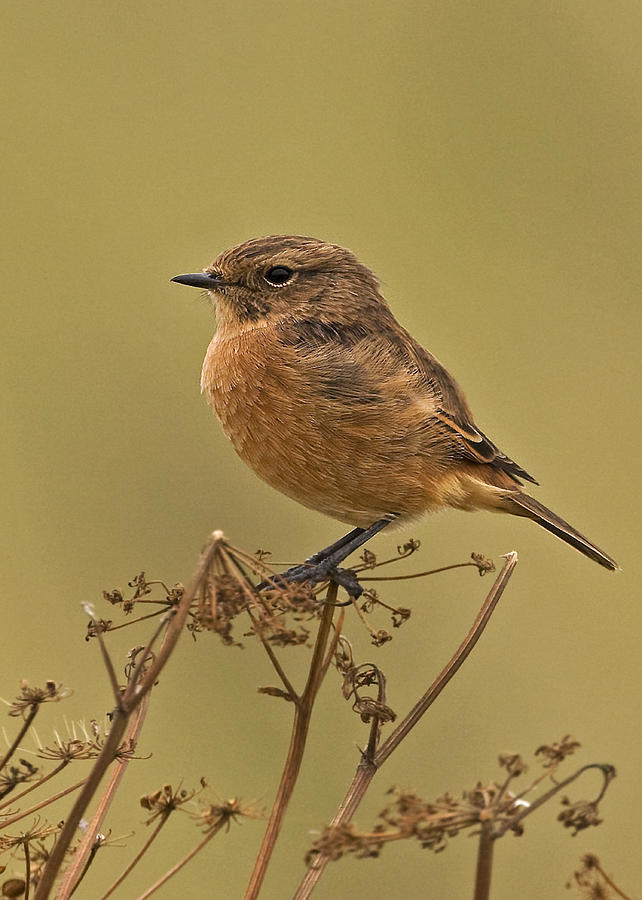 Stonechat Photograph by Paul Scoullar