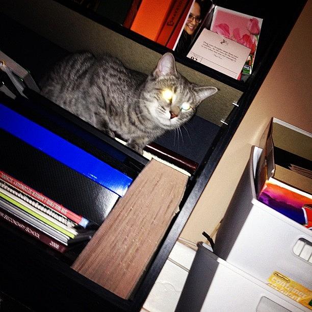 Cat Photograph - #stonerkitty #shoots #lasers #kitty by Katrina A