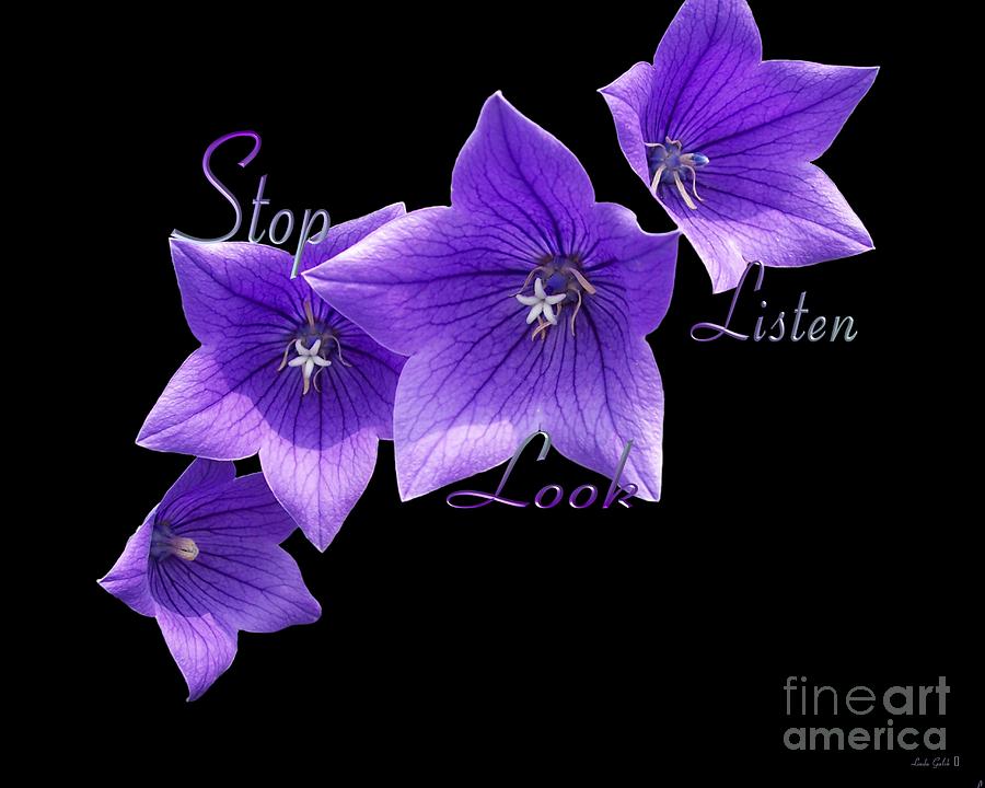 Flower Photograph - Stop Look Listen by Linda Galok