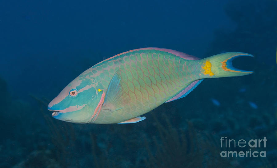 Wildlife Photograph - Stoplight Parrotfish On Caribbean Reef by Karen Doody