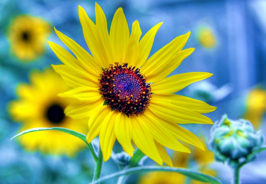 Sunflower Photograph - Stories by Mitch Cat