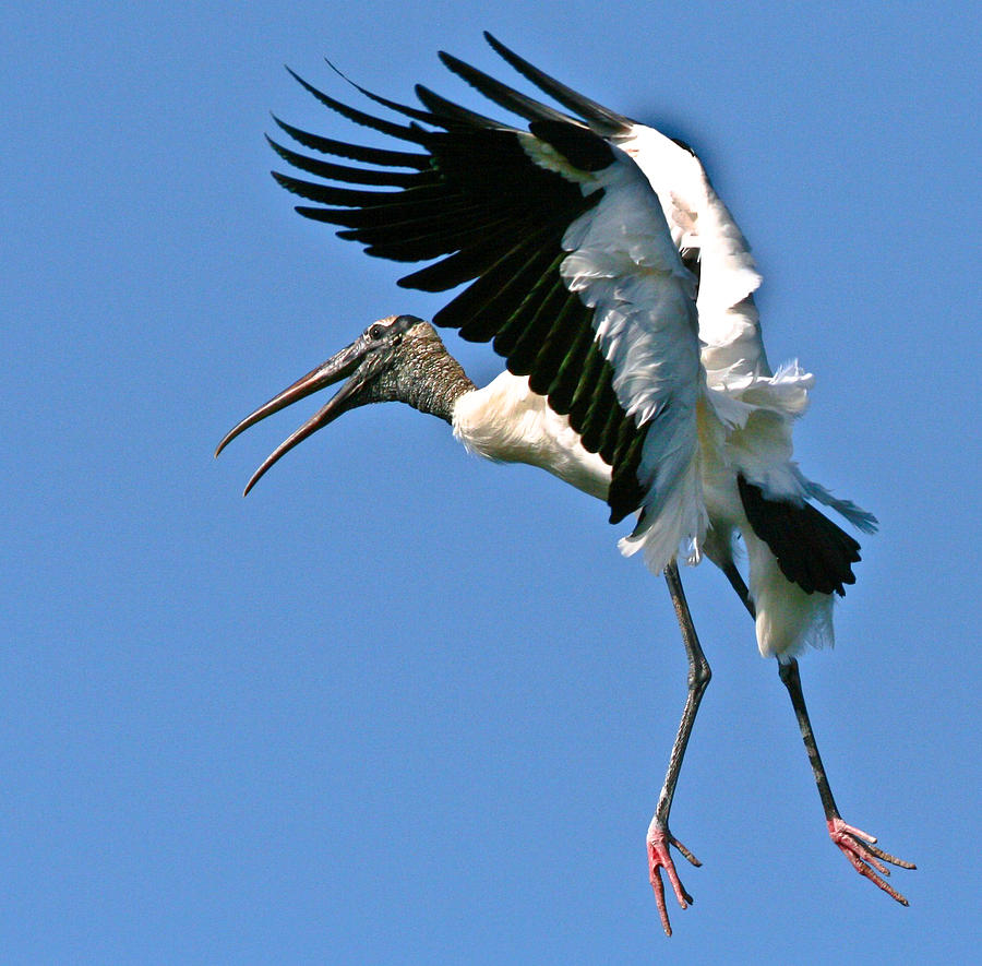 Stork In Flight Photograph by PMG Images