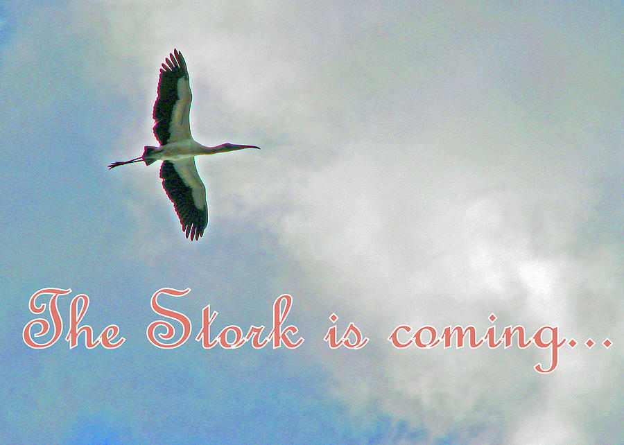 Stork is Coming pink Photograph by T Guy Spencer