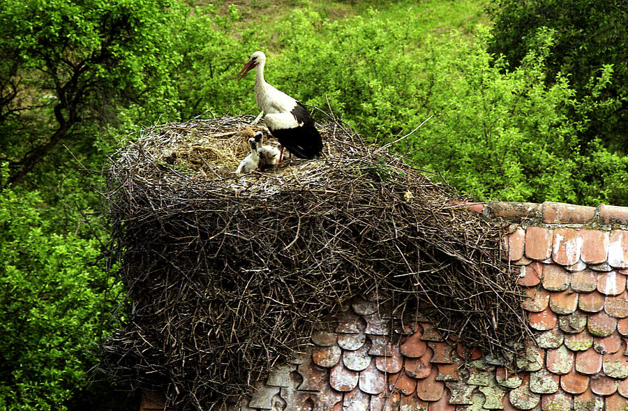 Stork with chicks in the nest Photograph by Emanuel Tanjala