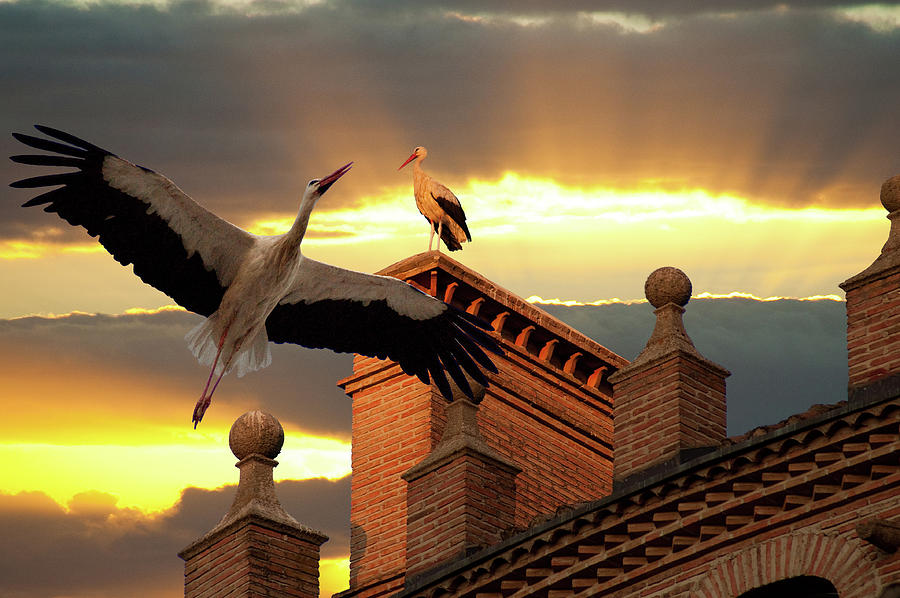 Storks At Sunset Photograph