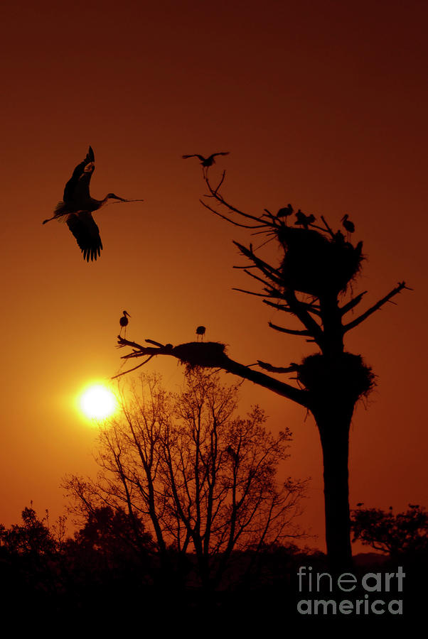 Stork Photograph - Storks by Carlos Caetano