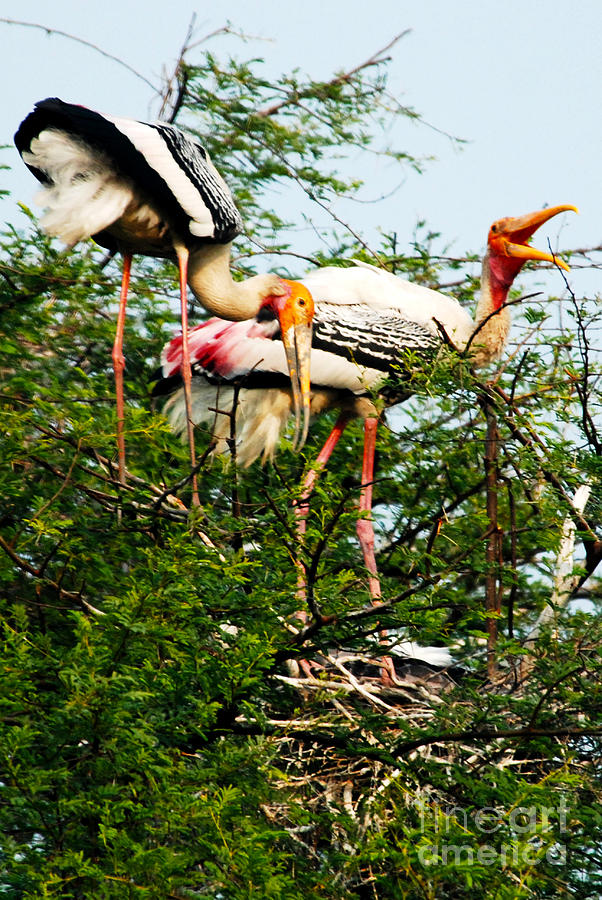 Storks in the Tree Photograph by Pravine Chester