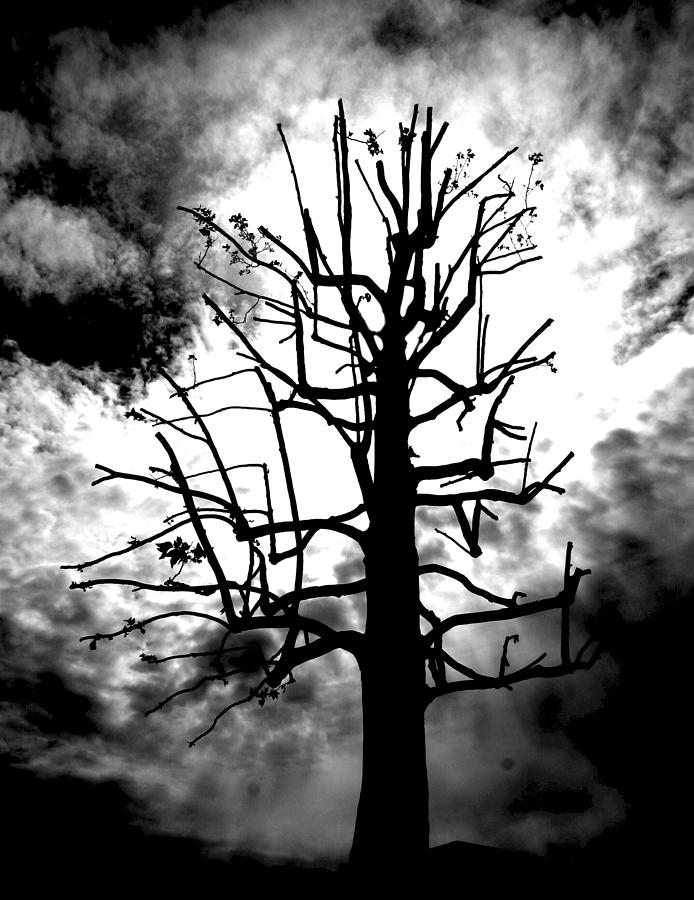 Black And White Photograph - Storm Tree by Scott Brown