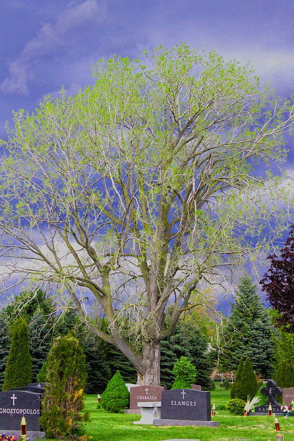 Tree Photograph - Stormy Evening  by Rebecca Frank