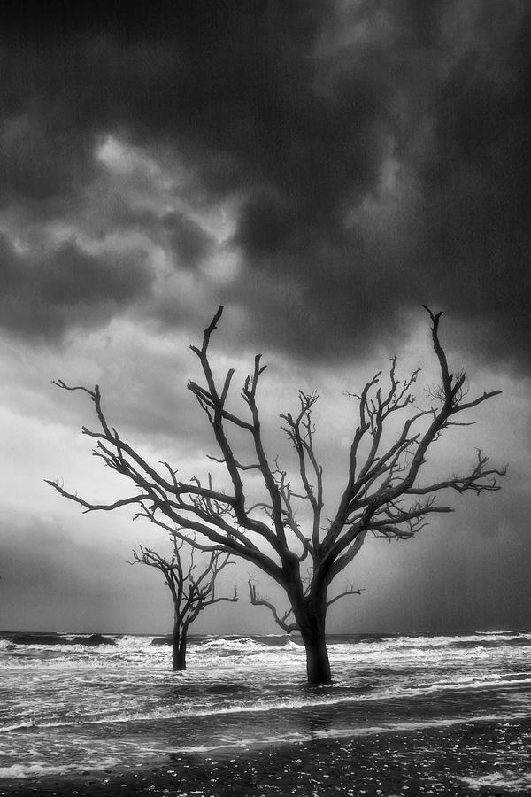 Tree Photograph - Stormy Weather by Steven Ainsworth