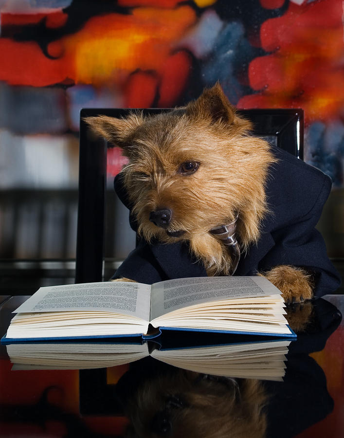 Story Book Terrier Digital Art by Susan Stone