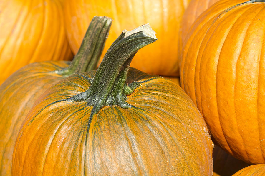 Straight From The Pumpkin Patch Ready For Pie Photograph by Kathy Clark