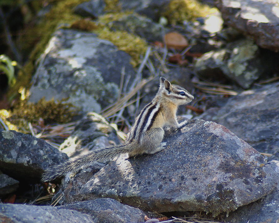 Straight Tailed Chipmunk on a Rock Photograph by Ben Upham III