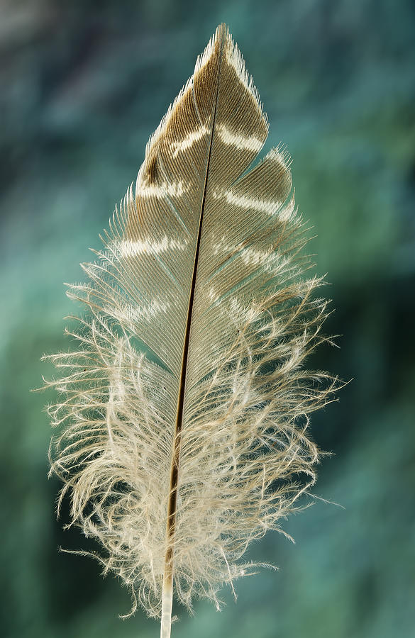 Feather Photograph - Straight up and Down by Jean Noren