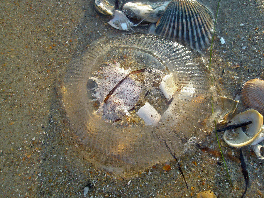 Stranded By The Tide - Clear Jellyfish Photograph