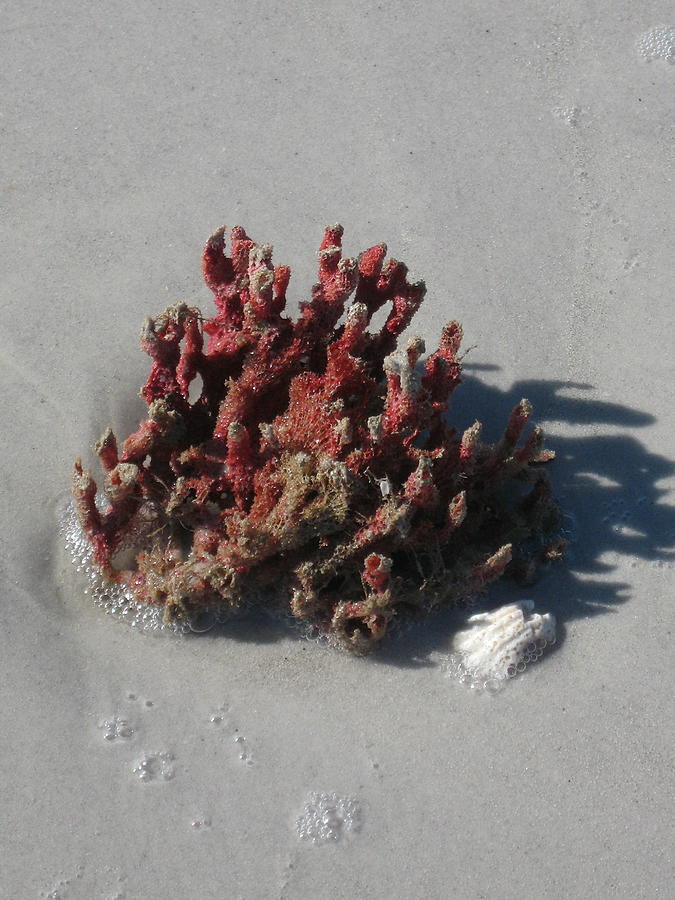 Nature Photograph - Stranded Coral by Christiane Schulze Art And Photography