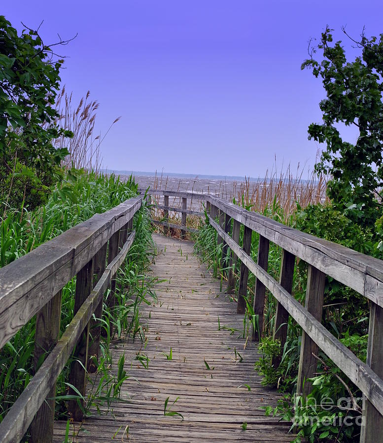 Stranded Photograph by Sherry Lynn - Fine Art America