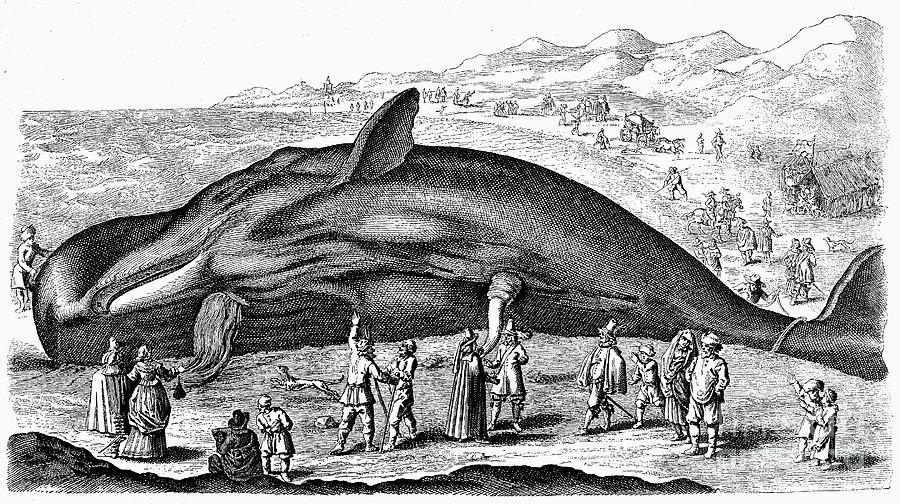 Stranded Whale, 1577 Photograph by Granger Stranded Whale, 1577 Photograph by Granger
