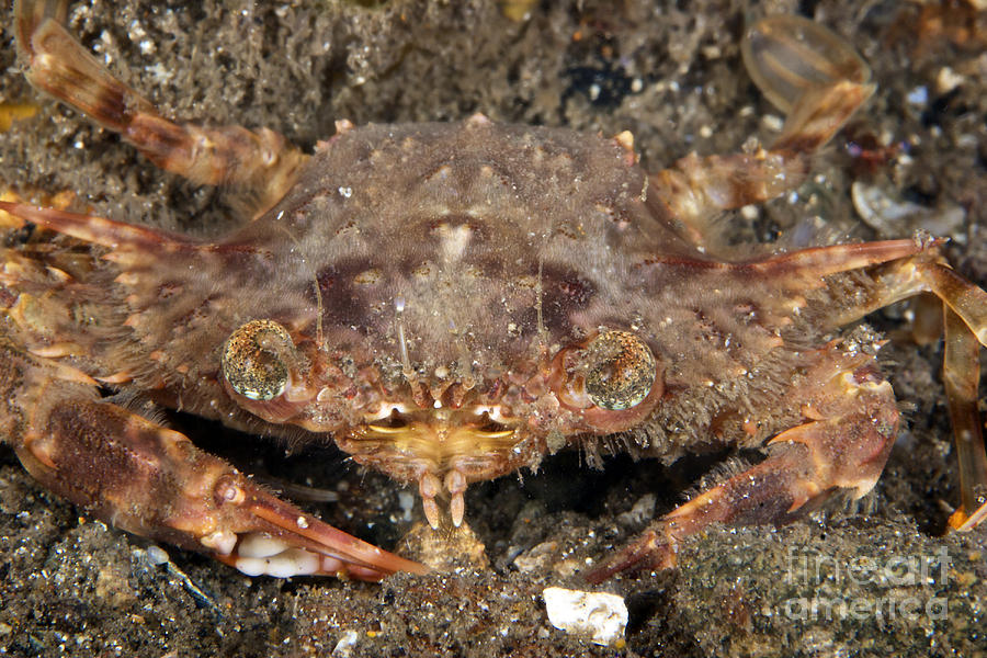 Strange Looking Crab, Papua New Guinea Photograph