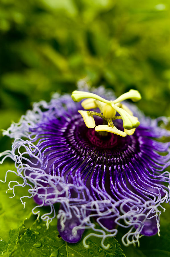 Strange Purple Flower II Photograph by Ray Laskowitz