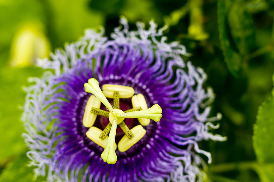 Strange Purple Flower Photograph by Ray Laskowitz