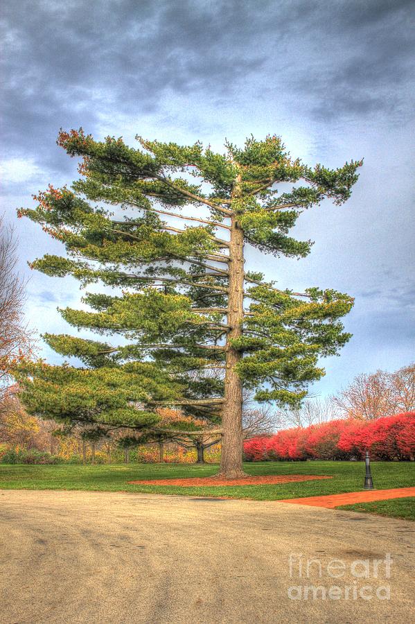 Strangely Shaped Tree at Cincinnati Observatory Photograph by Jeremy Lankford