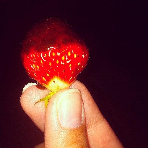 Strawberry Photograph - #strawberries #chocolate #yum by Christiane Ylven Vibe
