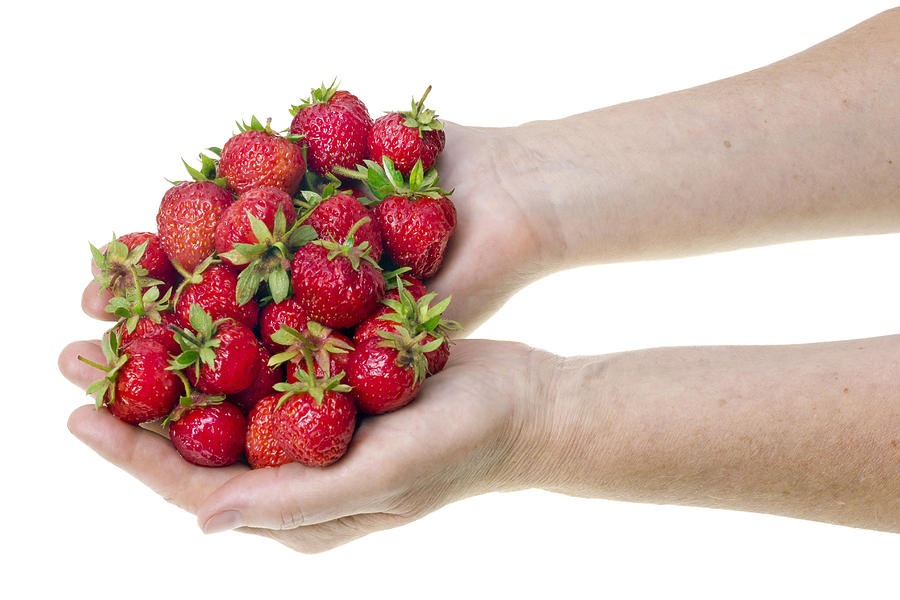 Nature Photograph - Strawberries in hands by Aleksandr Volkov