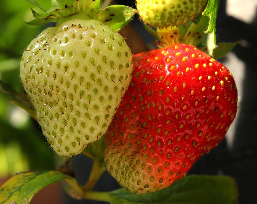 Strawberries Photograph by Jim Sauchyn