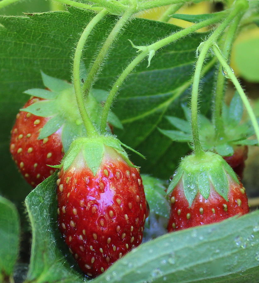 Strawberries Photograph by Kume Bryant