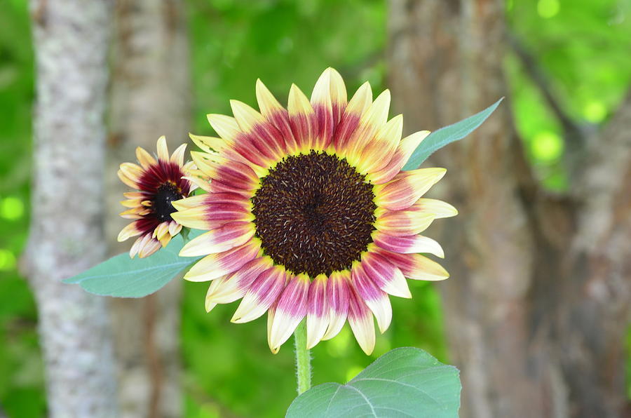 Sunflower - wide 7