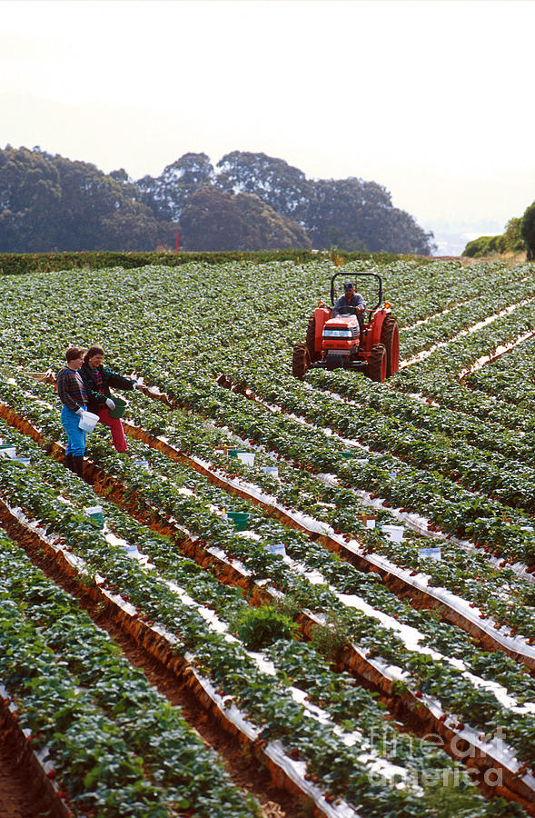 Strawberry Farm Photograph by Photo Researchers