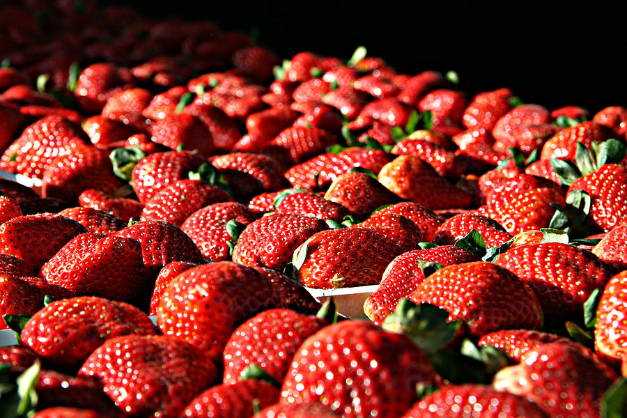 strawberry fields strawberry fields