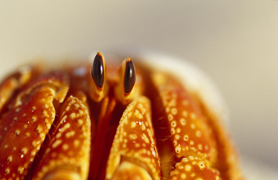 Strawberry Land Hermit Crab With Eyes Photograph by Jason Edwards