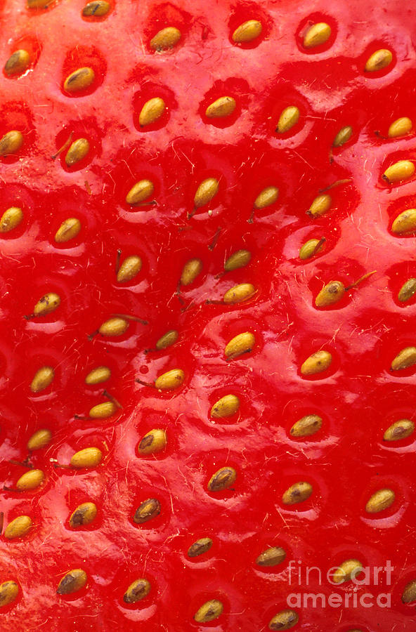 Strawberry Photograph by Photo Researchers