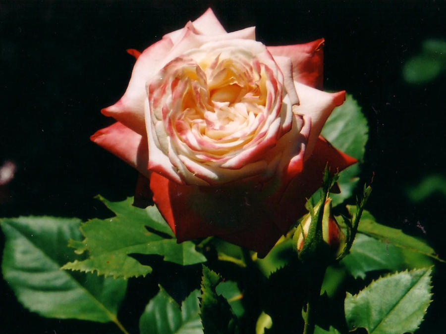 Strawberry Rose Photograph by Corinne Elizabeth Cowherd