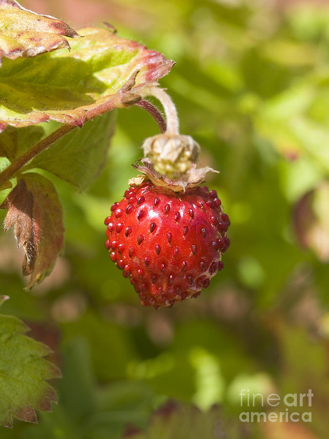 Strawberry Photograph - Strawberry by Steev Stamford Strawberry Photograph - Strawberry by Steev Stamford