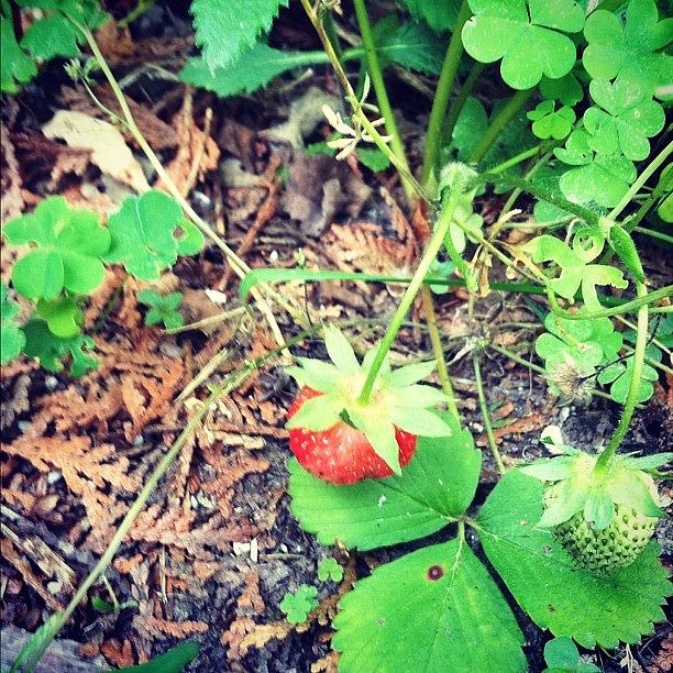 Strawberry Photograph - #strawberry #strawberries #garden by Dave L