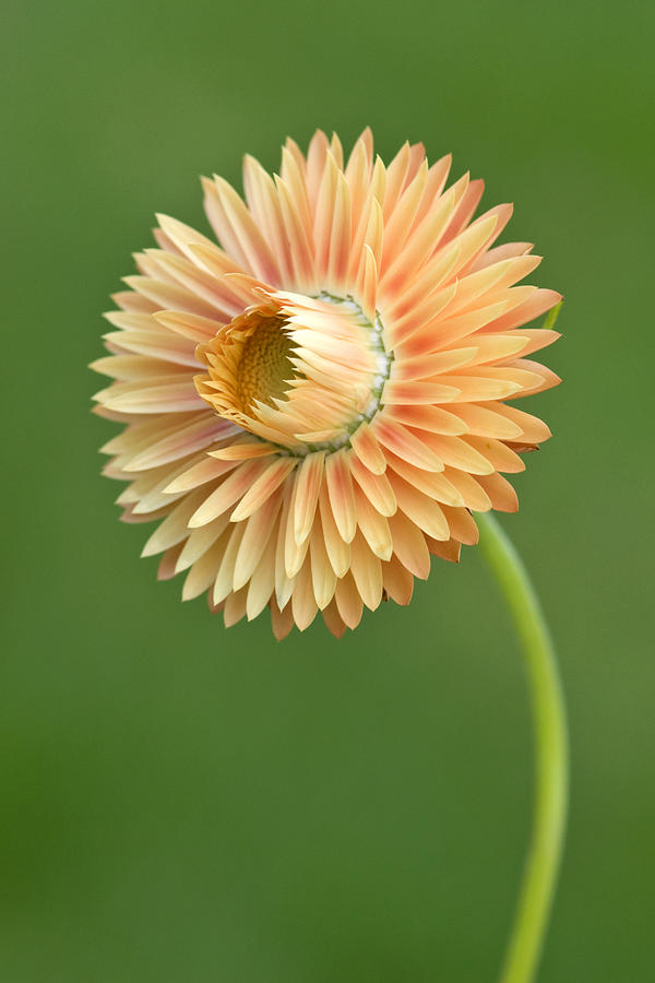 Dry straw flower or everlasting ,Helichrysum bracteatum Poster