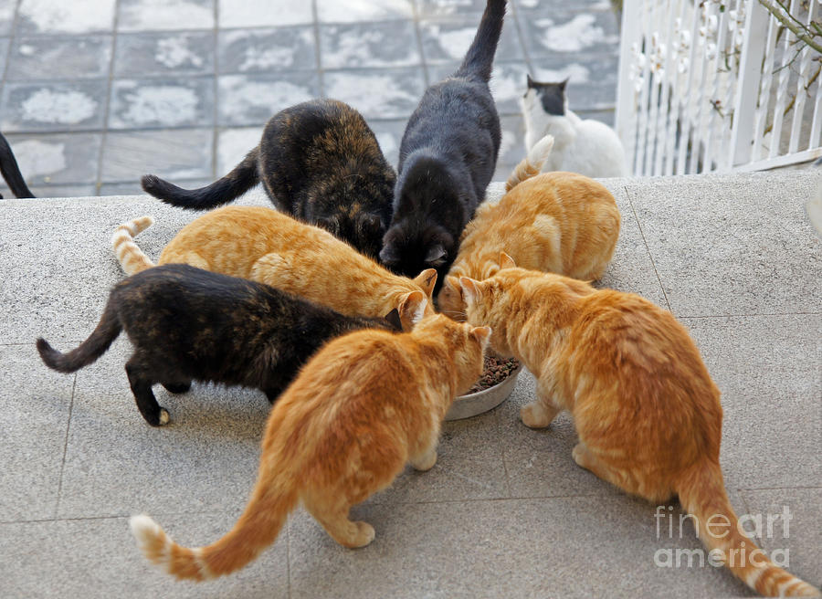 Stray cats 1 Photograph by Rod Jones