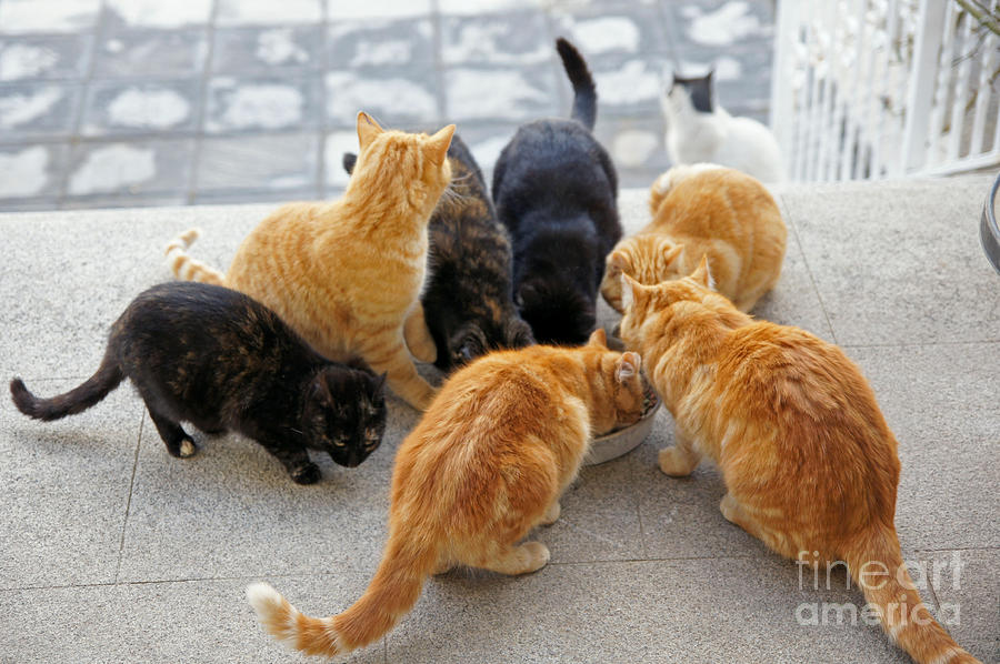 Stray cats 2 Photograph by Rod Jones