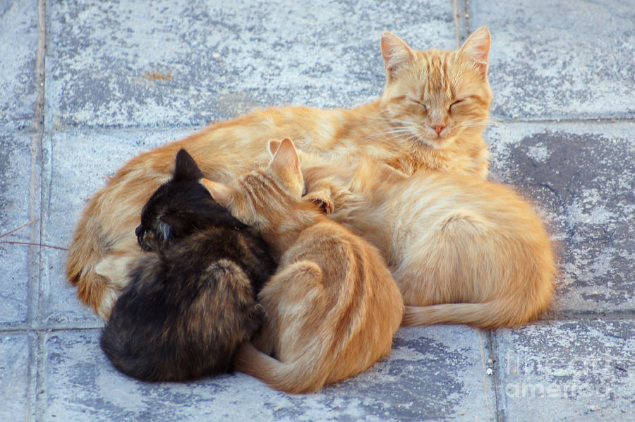 Stray cats 3 Photograph by Rod Jones