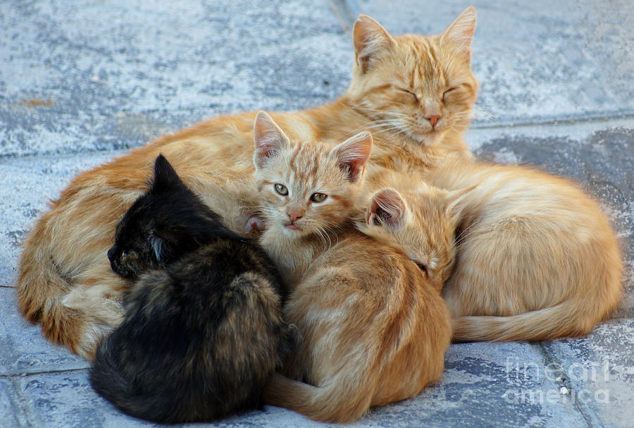 Stray cats 4 Photograph by Rod Jones