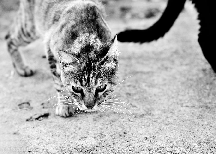 Stray life Photograph by Laura Melis