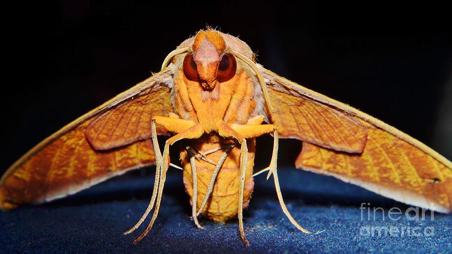 Streaked Sphinx Moth Photograph by Lynda Dawson-Youngclaus
